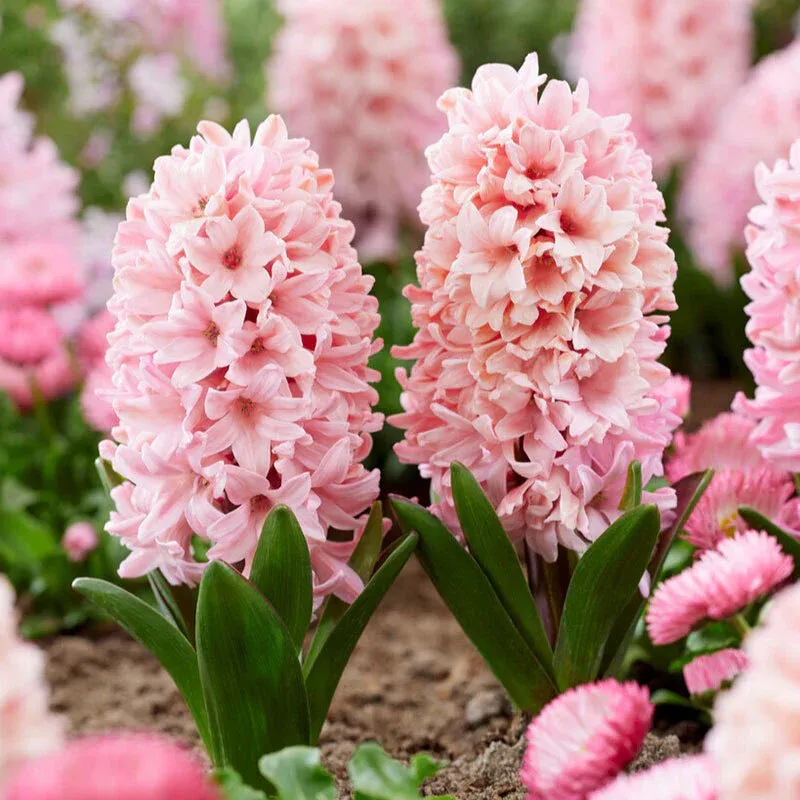 VEGSOW Apricot Passion Hyacinth Bulbs - Fragrant Spring Flowering Bulbs