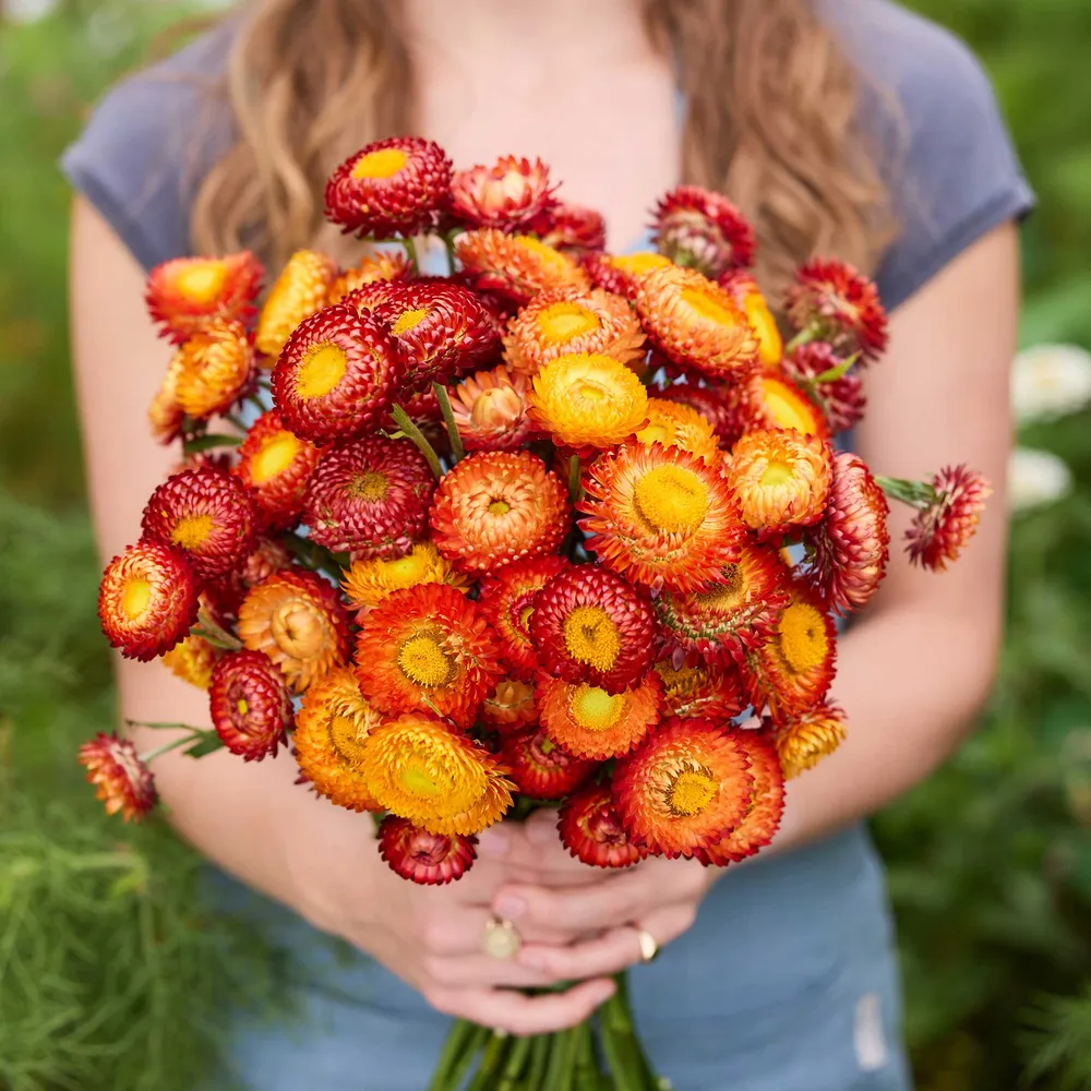 VEGSOW Strawflower Seeds - Copper Red