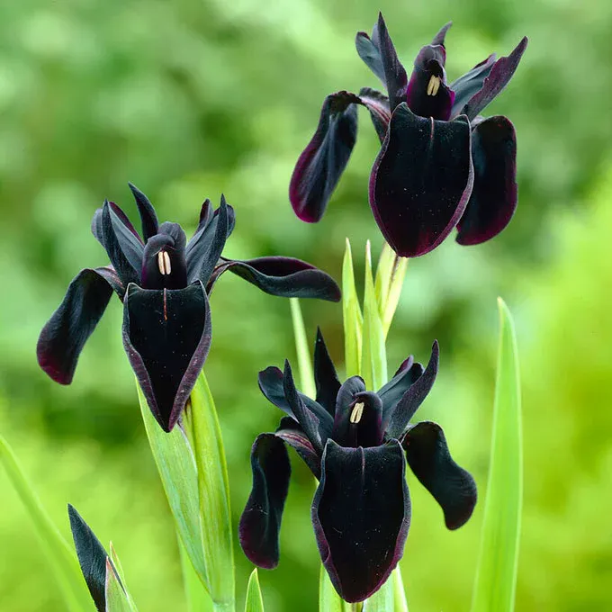 VEGSOW Siberian Iris Roots - Black Flowered Perennial Rhizomes