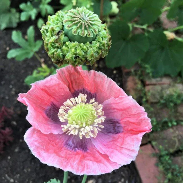 VEGSOW Poppy Seeds - Hens & Chicks Variety