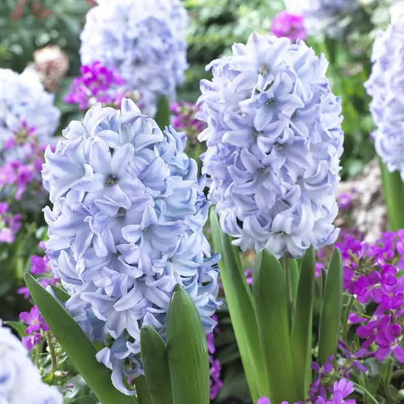 VEGSOW Sky Jacket Hyacinth Bulbs - Fragrant Spring Flowering Perennials