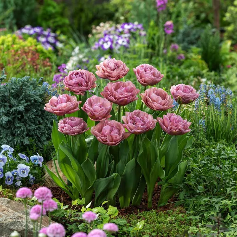 VEGSOW Beachberry Tulip Bulbs - Perennial Flower Bulbs for Seasonal Gardening