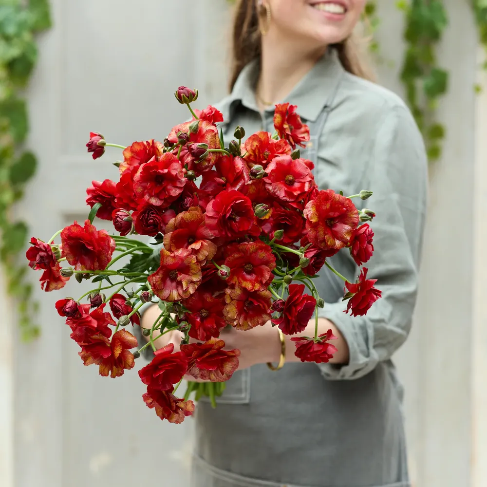 VEGSOW Ranunculus Bulbs - Butterfly Hades®