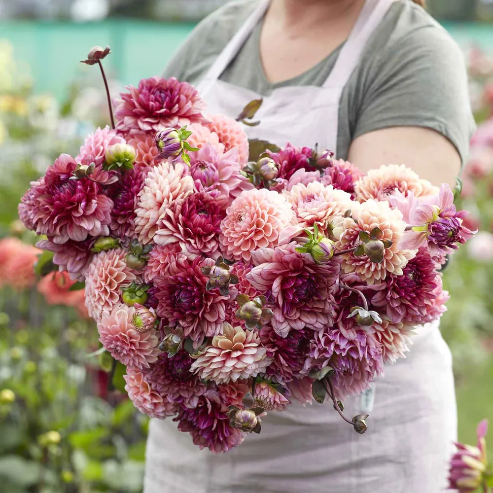 VEGSOW Dahlia Tubers - Christine Mix