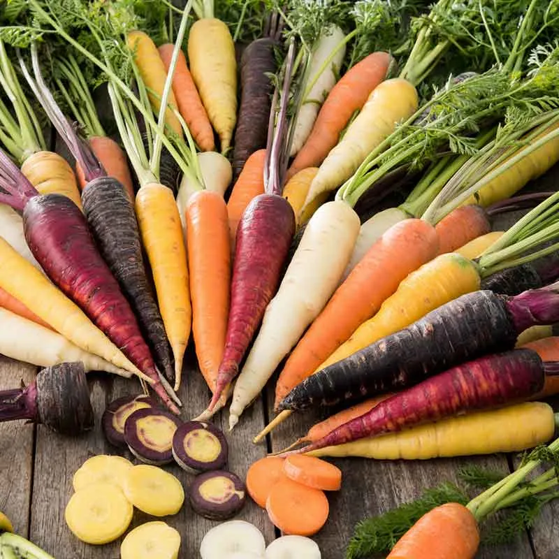 VEGSOW Rainbow Blend Carrot Seeds - Heirloom Multi-Color Vegetable Seeds