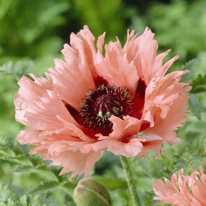 VEGSOW Papaver orientale Roots - Forncett Summer