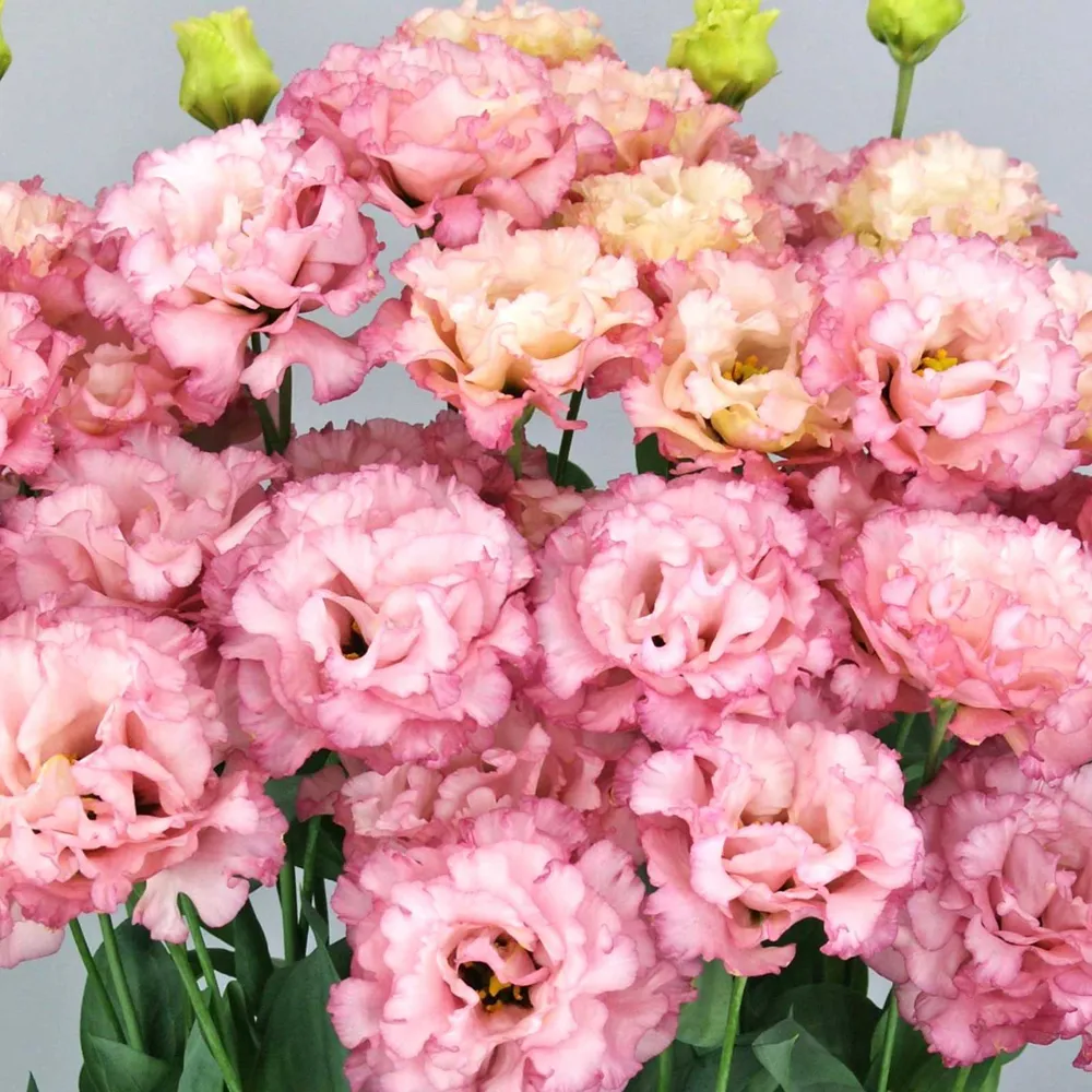 VEGSOW Lisianthus Seeds - Celeb Madonna