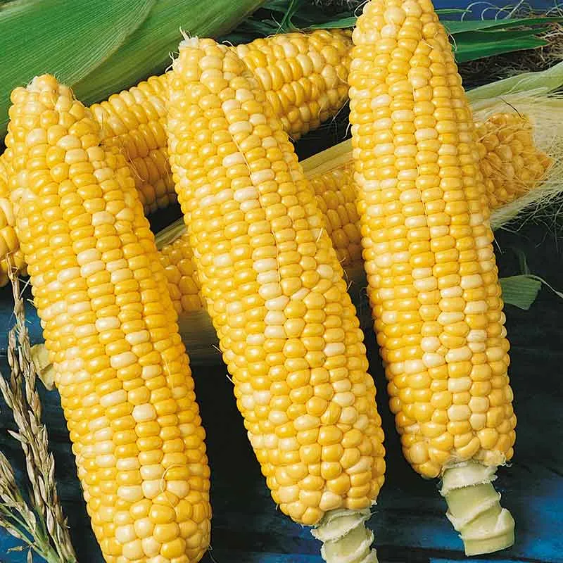 VEGSOW Ambrosia Sweet Corn Seeds - High Germination Vegetable Garden Seeds