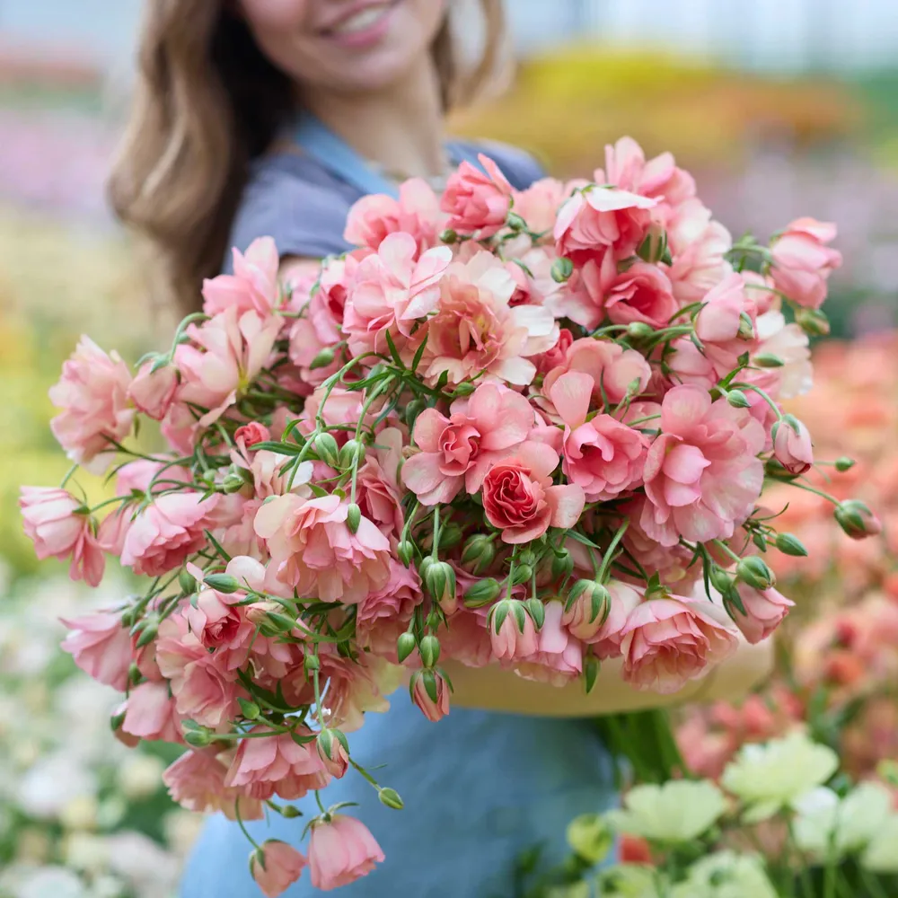 VEGSOW Butterfly Eris Ranunculus Bulbs - Premium Flower Corms for Garden Planting