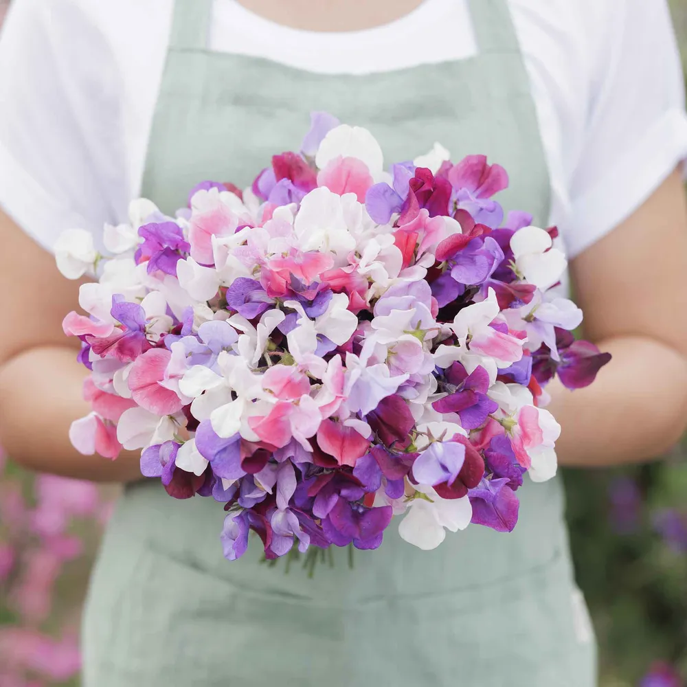 VEGSOW Sweet Pea Seeds - Spencer Mix Heirloom Climbing Flower Seeds