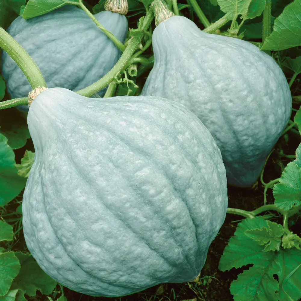VEGSOW Hubbard Blue Winter Squash Seeds - Heirloom Vegetable Variety