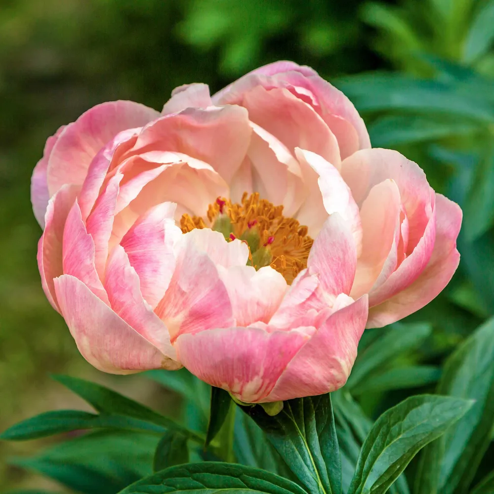 VEGSOW Jumbo Coral Charm Peony Roots - Perennial Bare Root Planting Stock