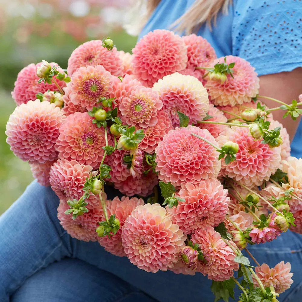 VEGSOW Jowey Nicky Ball Dahlia Tubers
