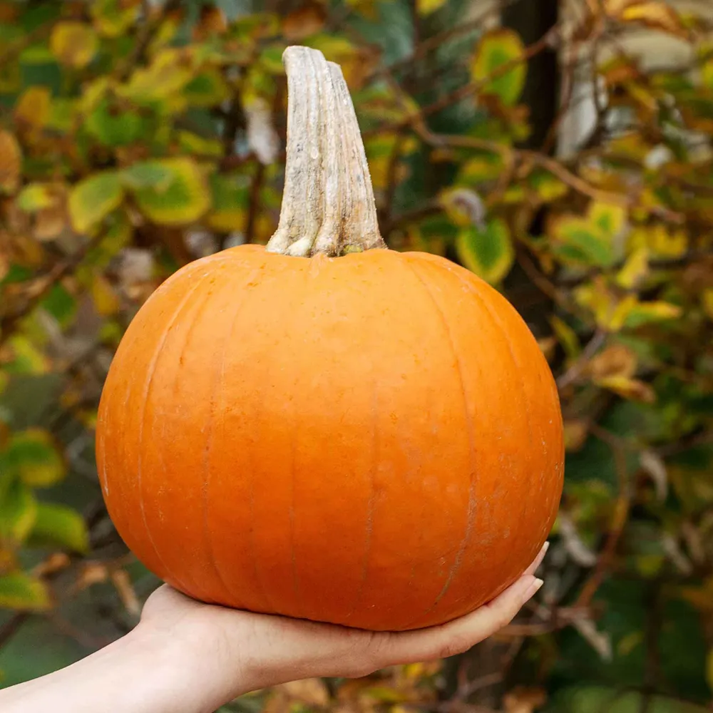 VEGSOW Small Sugar Pumpkin Seeds - Heirloom Pie Pumpkin Variety