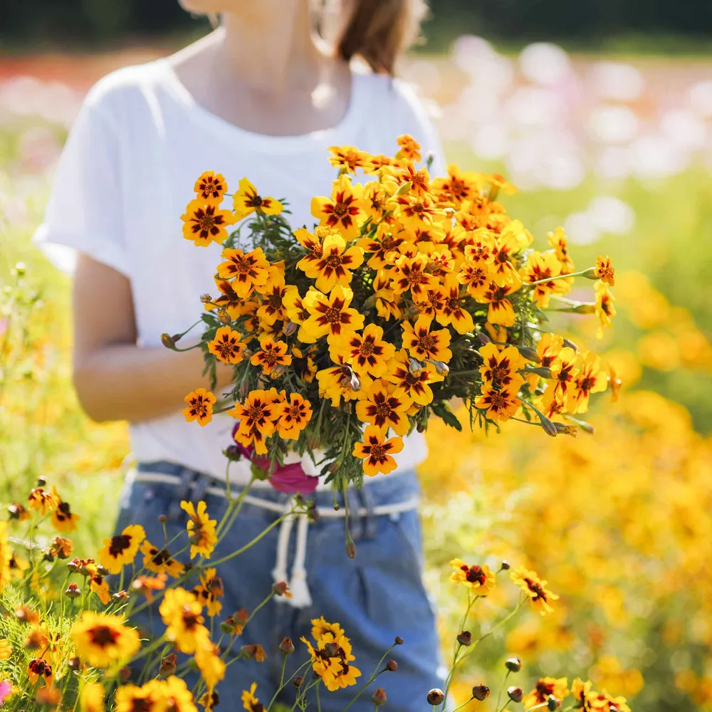 VEGSOW French Marigold Seeds (Dwarf) - Dainty Marietta