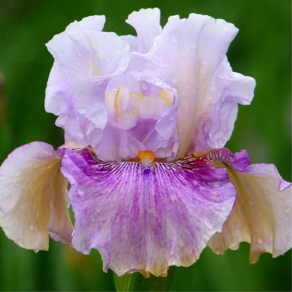 VEGSOW Pickathon Bearded Iris Bulbs - Perennial Garden Rhizomes