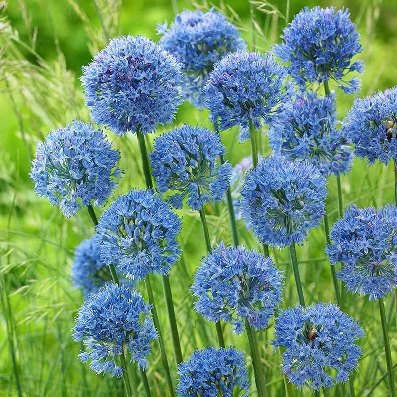 VEGSOW Allium Bulbs (Small) - Blue Caeruleum Ornamental Onion
