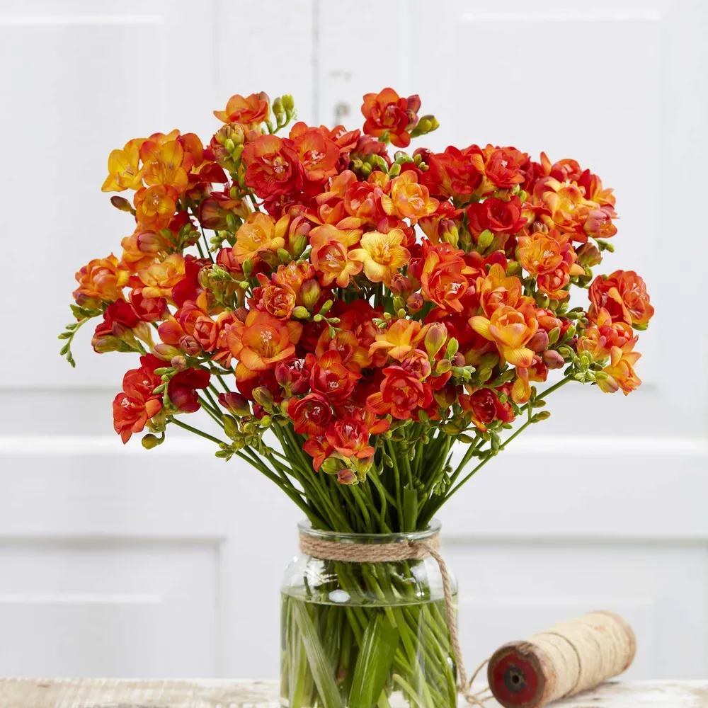 VEGSOW Double Flaming Orange Freesia Bulbs - Vibrant Flowering Garden Bulbs