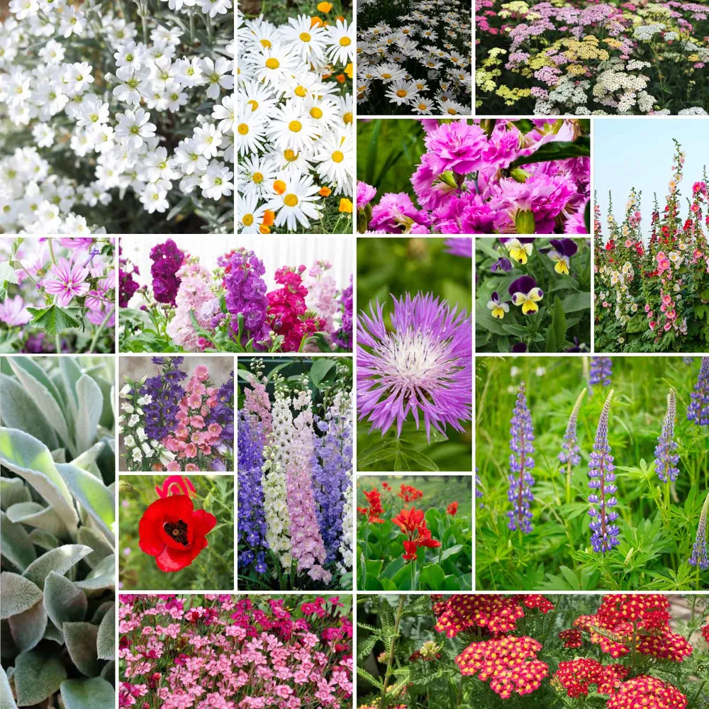 VEGSOW First Year Flowering Perennial Wildflower Seed Mix
