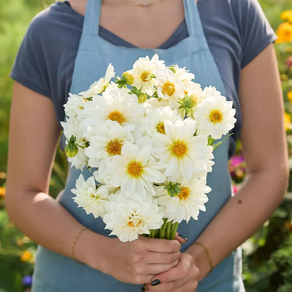 VEGSOW Dahlia Seeds - Figaro White - Dwarf Bedding Variety