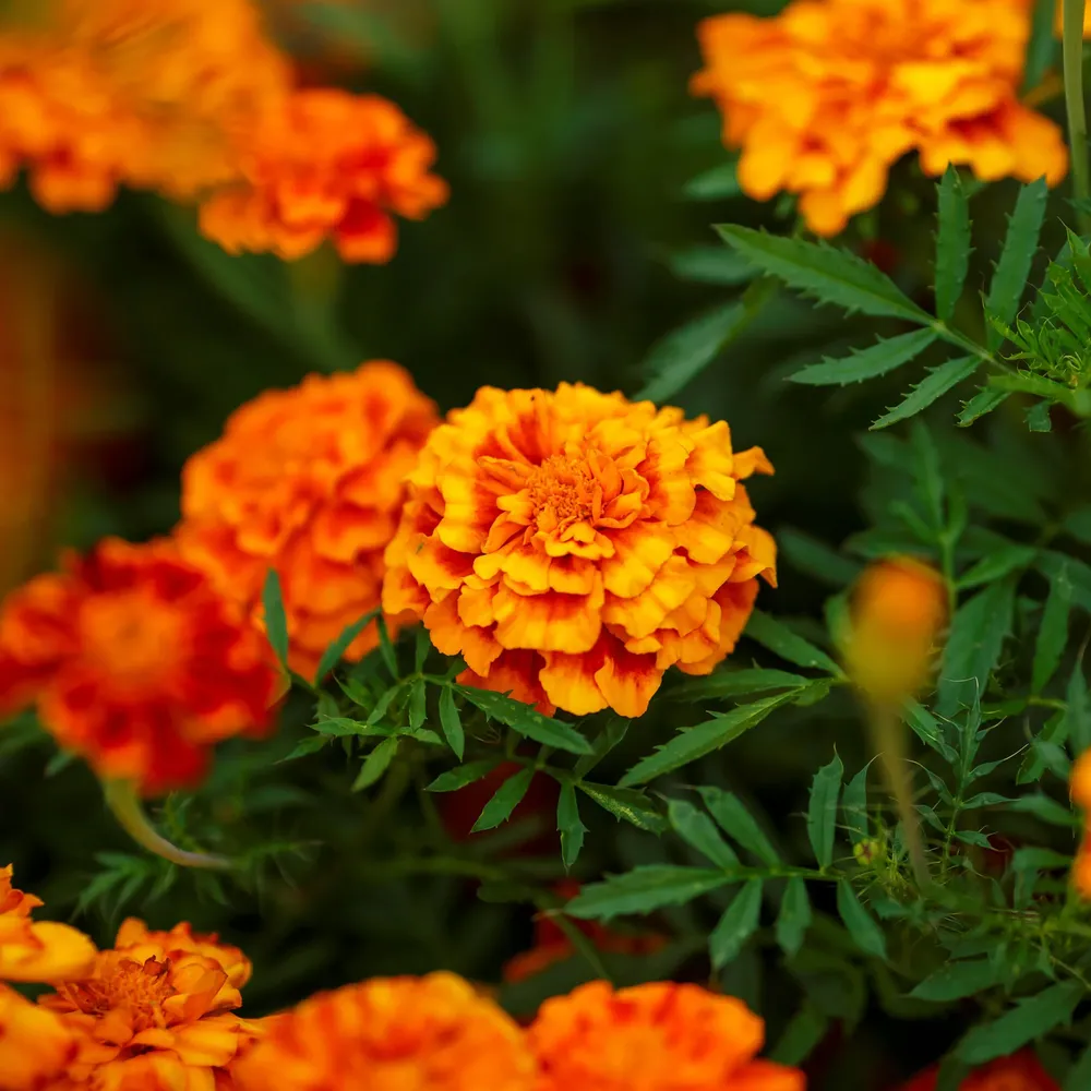 VEGSOW French Marigold Seeds (Double) - Fiesta