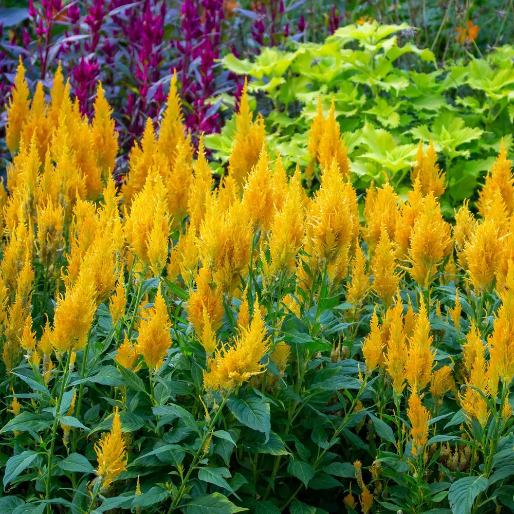 VEGSOW Golden Plume Celosia Seeds - High Germination Annual Flower Seeds