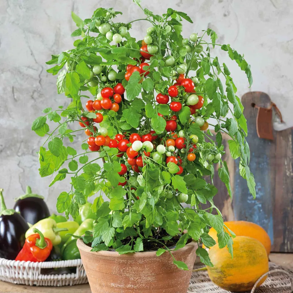 VEGSOW Tomato Seeds - Tidy Treats