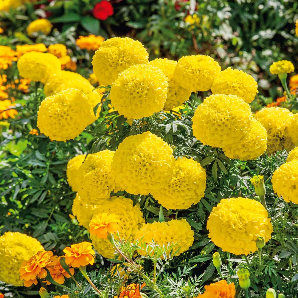 VEGSOW African Marigold Seeds - Mary Helen Variety