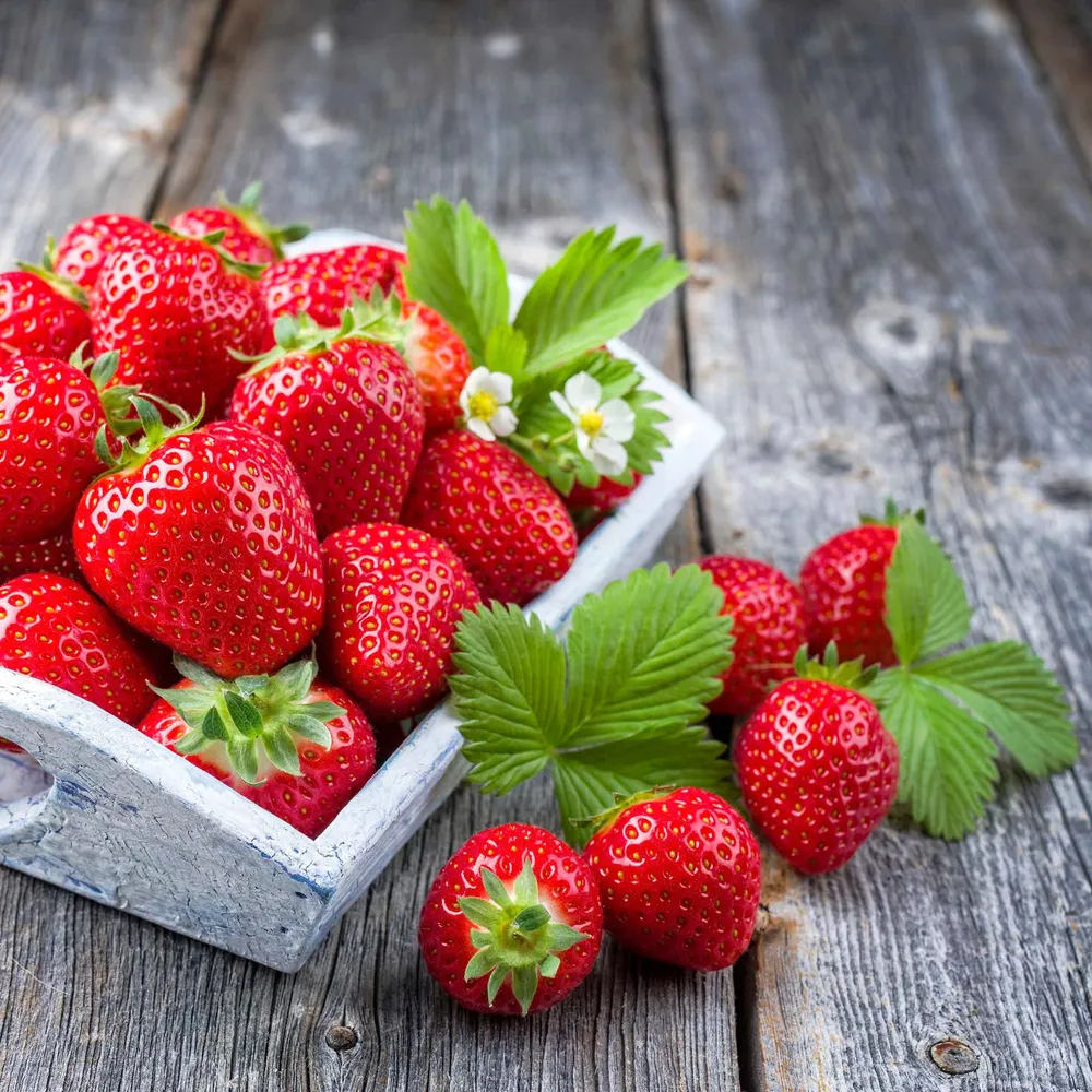 VEGSOW Honeoye Strawberry Roots - Junebearing Bare Root Plants
