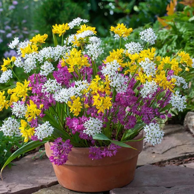 VEGSOW Allium Bulbs - Small Flowering Mix