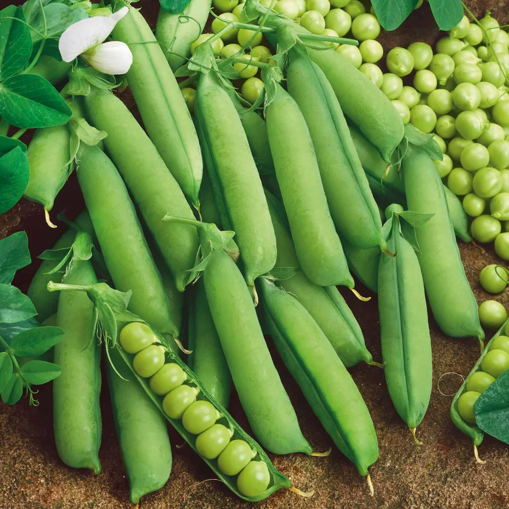 VEGSOW Alaska Pea Seeds - Early Maturing Garden Vegetable Seeds