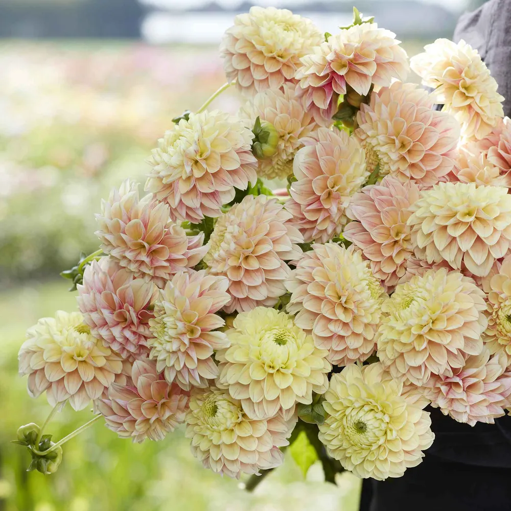 VEGSOW Sweet Suzanne Ball Dahlia Tubers - Perennial Flower Roots for Garden Planting