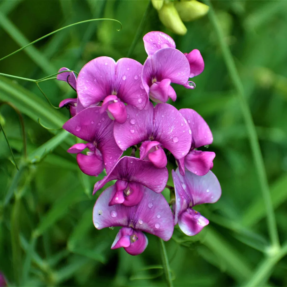 VEGSOW Everlasting Pea Seeds (Lathyrus Latifolius) - Perennial Climbing Flower Seeds