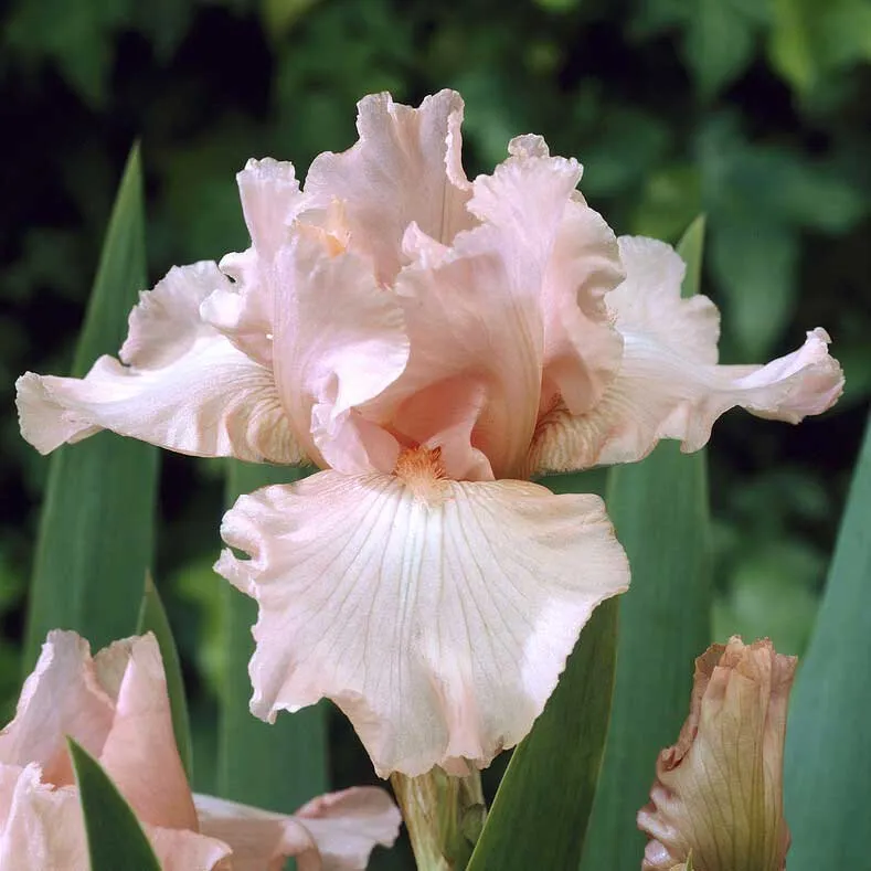 VEGSOW Pink Attraction Bearded Iris Bulbs - Perennial Rhizomes for Garden Planting