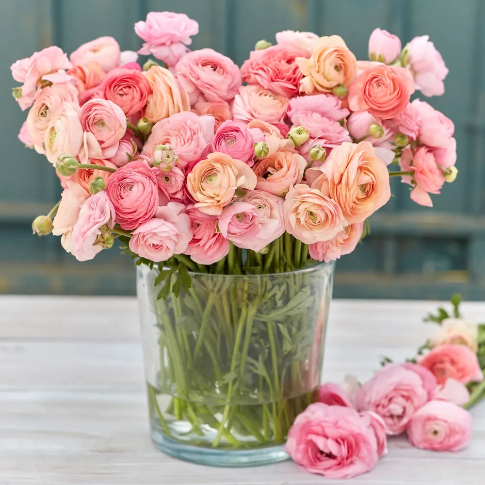 VEGSOW Ranunculus Bulbs - Romantic Mix