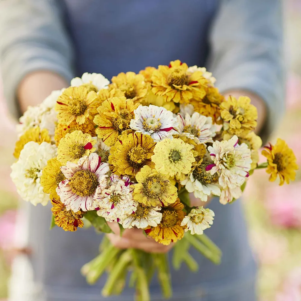 VEGSOW Peppermint Stick Zinnia Seeds - Mixed Colors