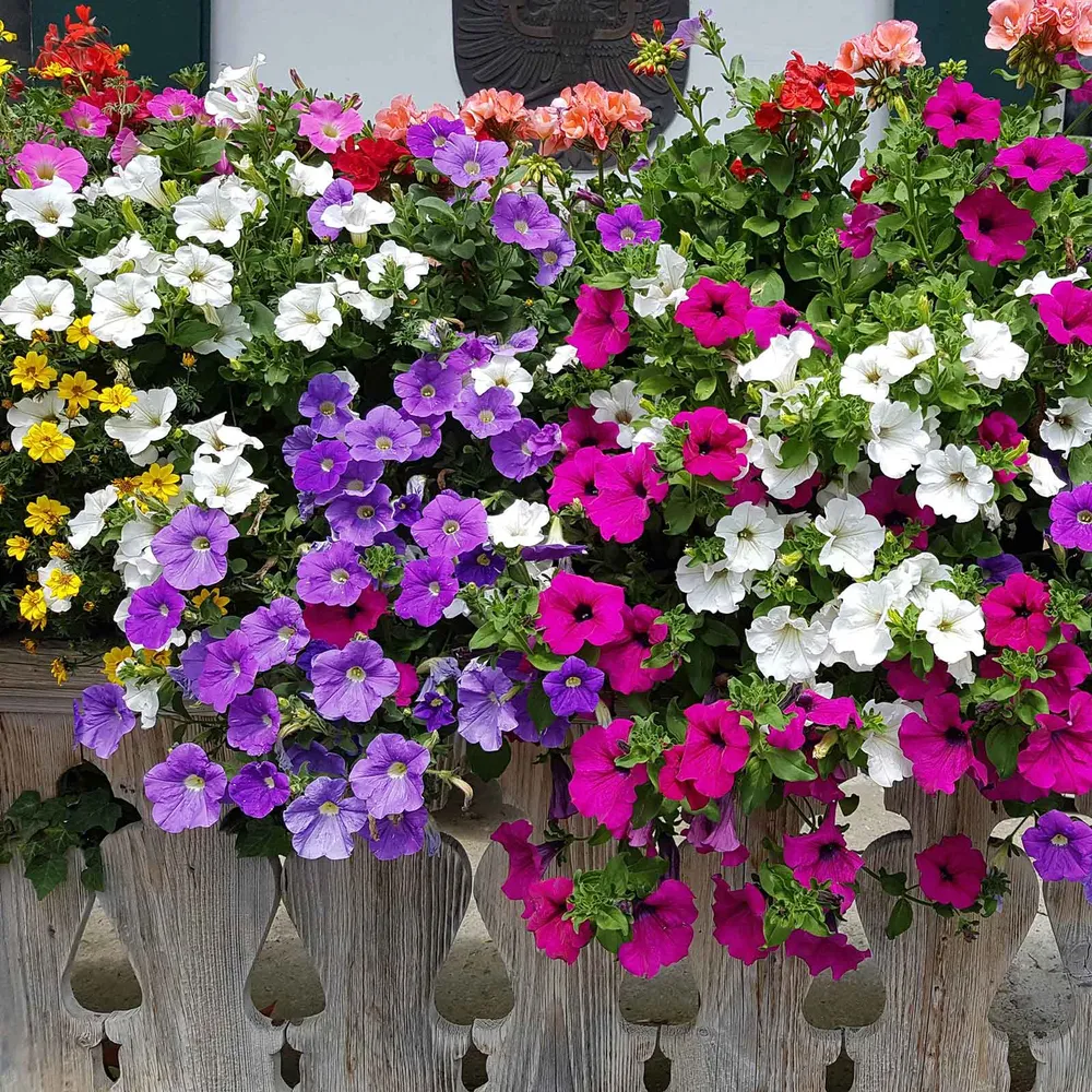 VEGSOW Petunia Seeds - Balcony Mix
