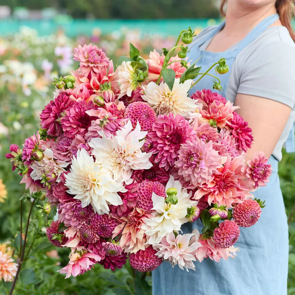 VEGSOW Pink Powerhouse Mix Dahlia Tubers - Hardy Perennial Flower Bulbs