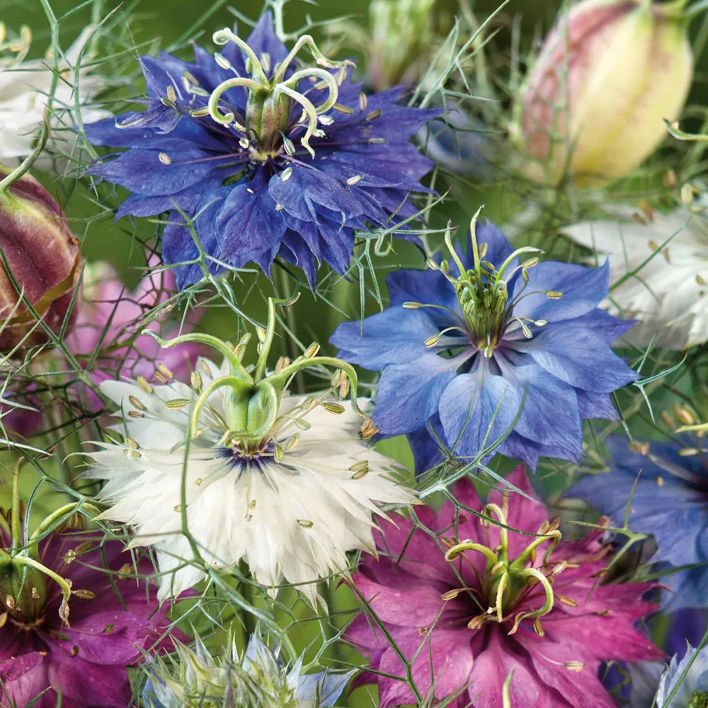VEGSOW Love in a Mist Seeds - Miss Jekyll Double Mix Heirloom Flower Seeds