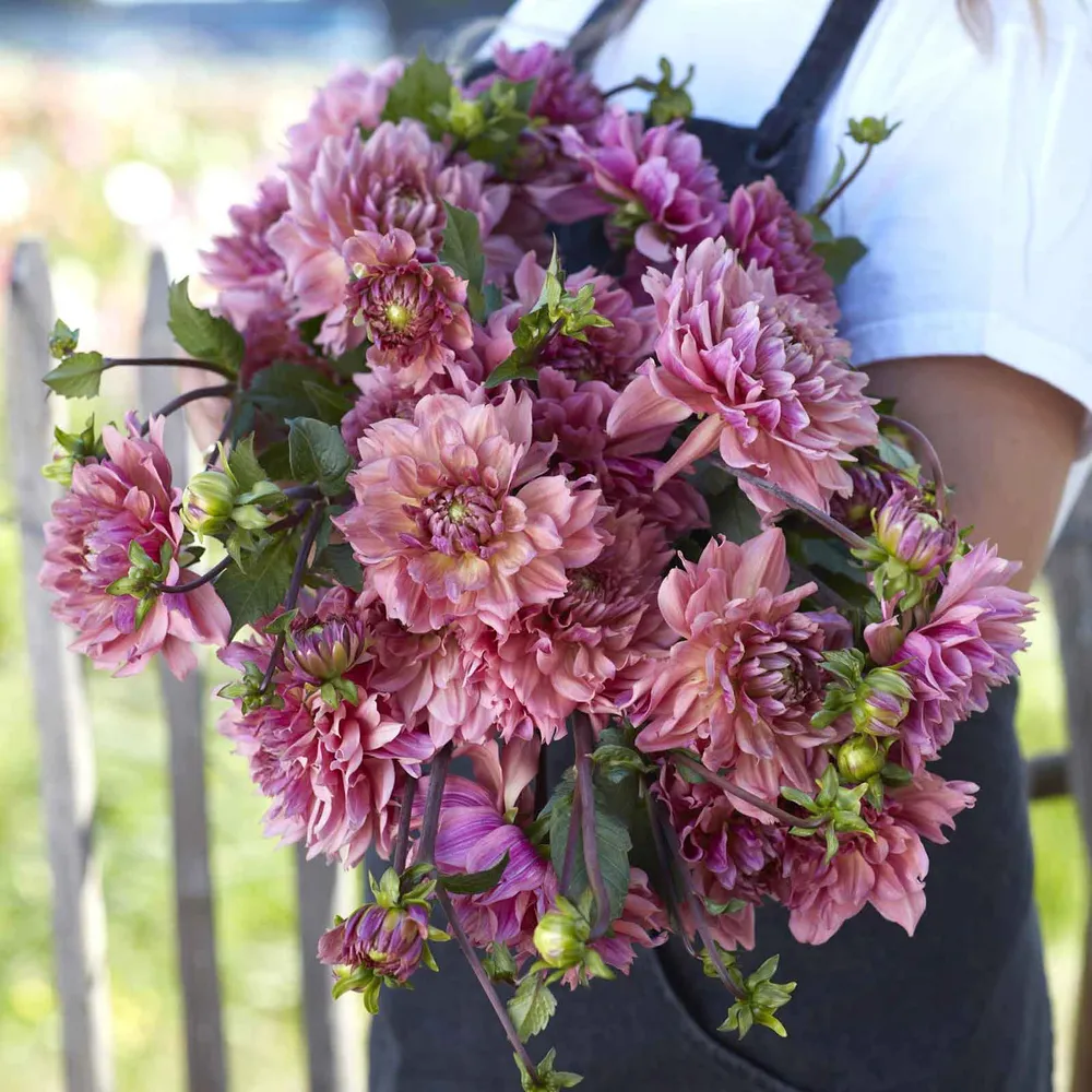 VEGSOW La Belle Epoque Decorative Dahlia Tubers