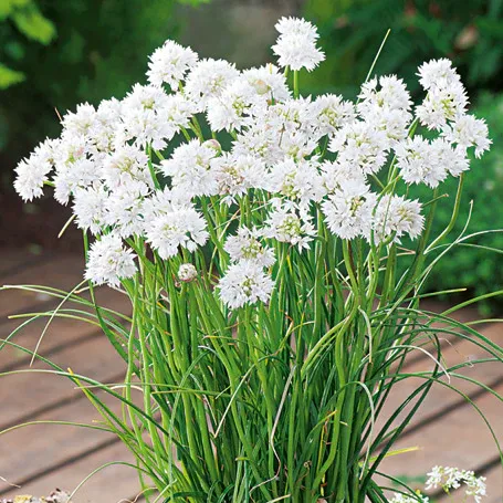 VEGSOW Graceful Allium Bulbs (Small) - Perennial Flowering Garden Bulbs