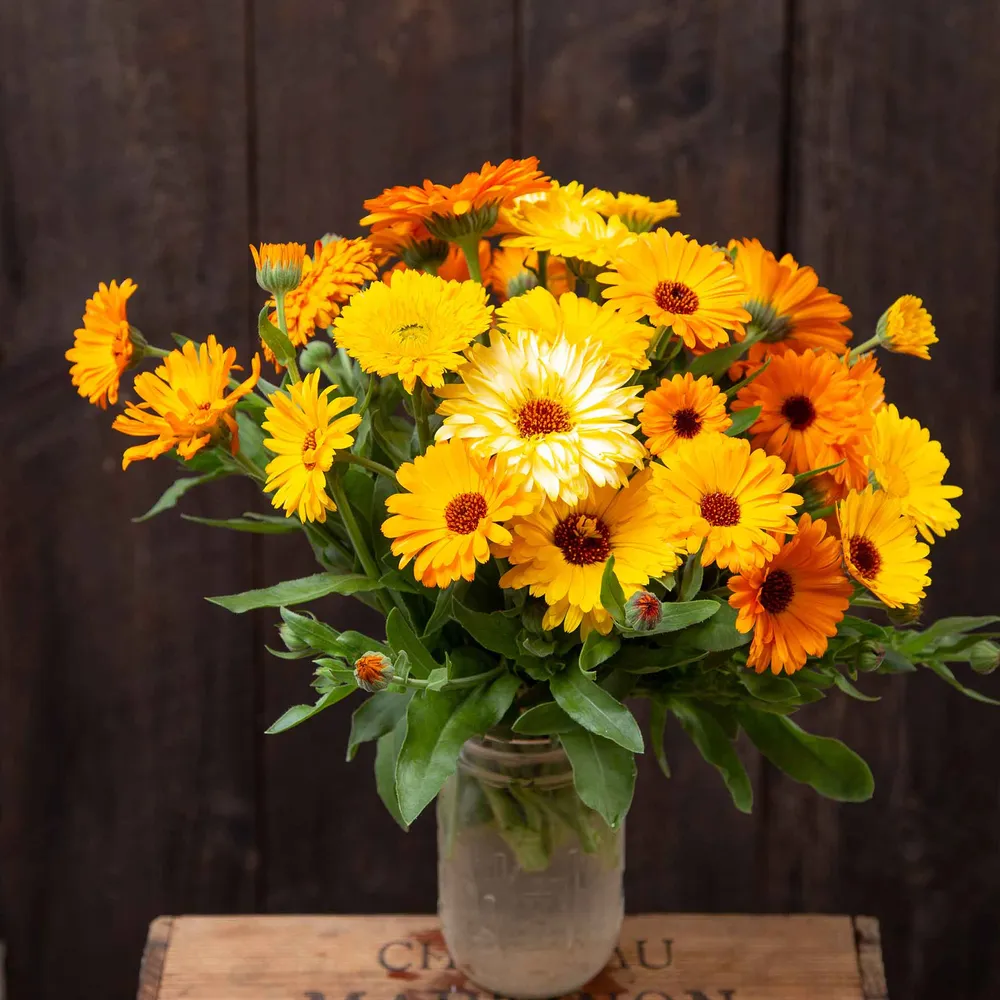 VEGSOW Calendula Seeds (Organic) - Pacific Beauty Mix