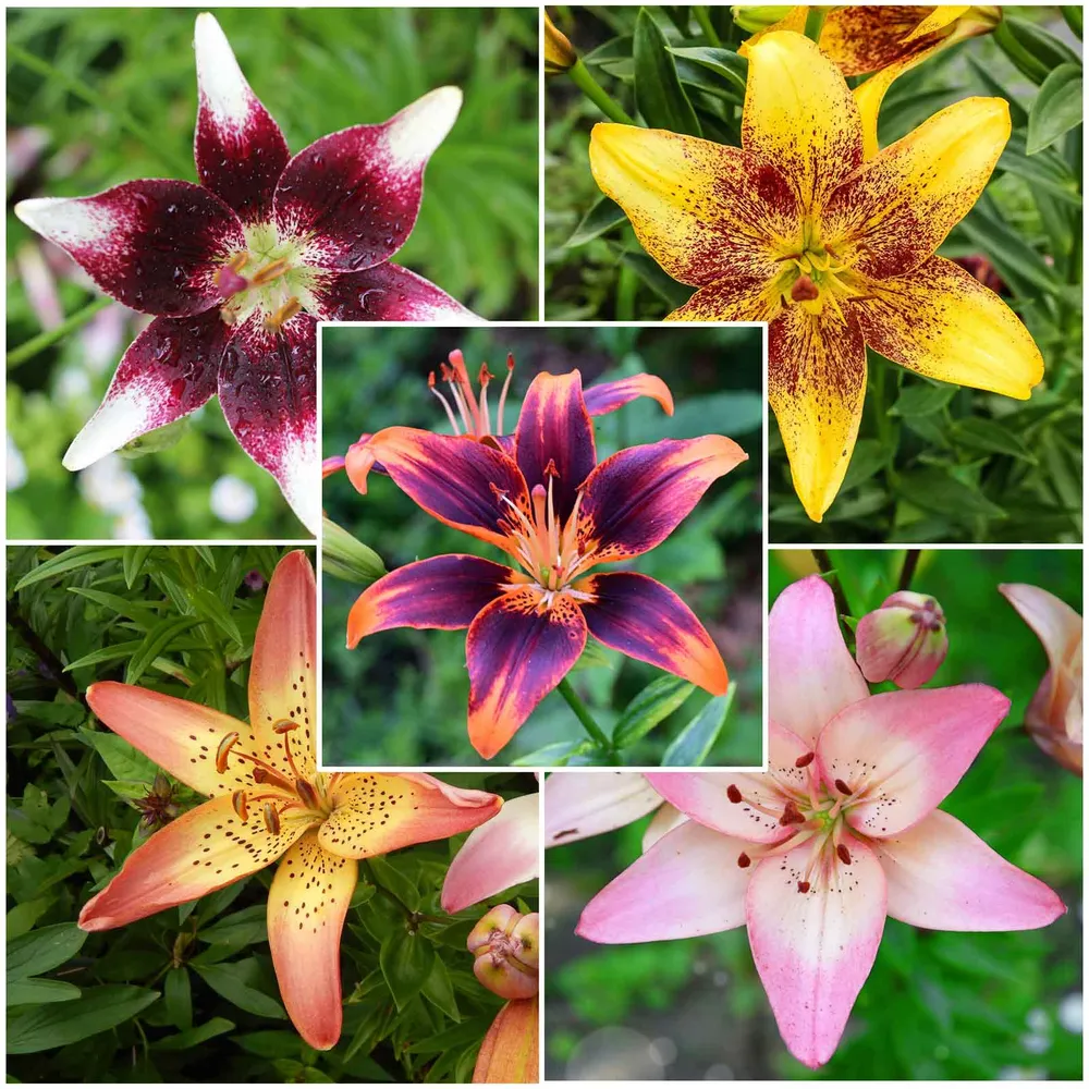 VEGSOW Asiatic Lily Bulbs - Tango Mix, Perennial Flower Bulbs for Garden Landscapes