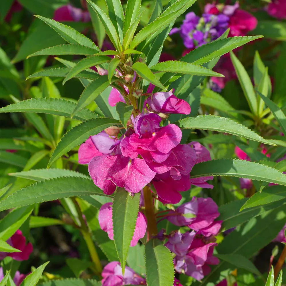 VEGSOW Carmine Impatiens Seeds - Vibrant Annual Flower Seeds for Shaded Gardens