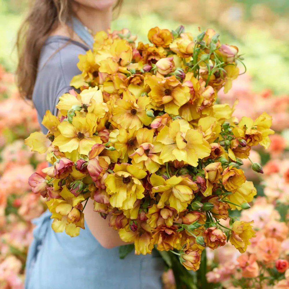 VEGSOW Butterfly Satyros Ranunculus Bulbs - High Viability Flower Corms