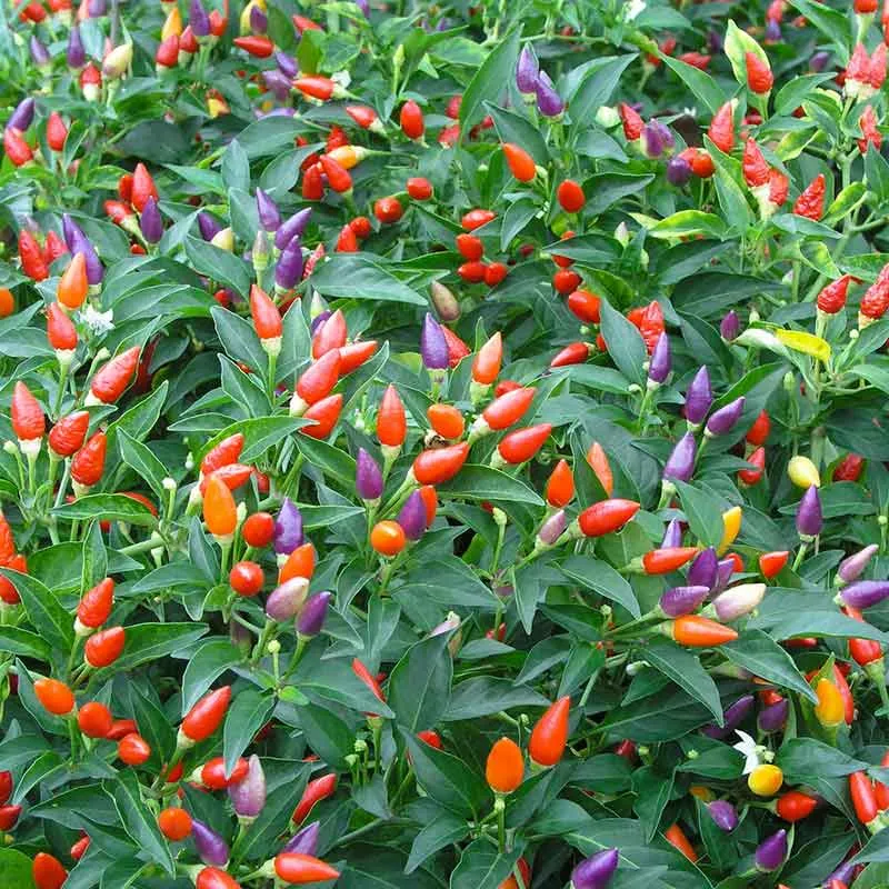 VEGSOW Ornamental Pepper Seeds - Vibrant Multi-Color Decorative Chili Mix
