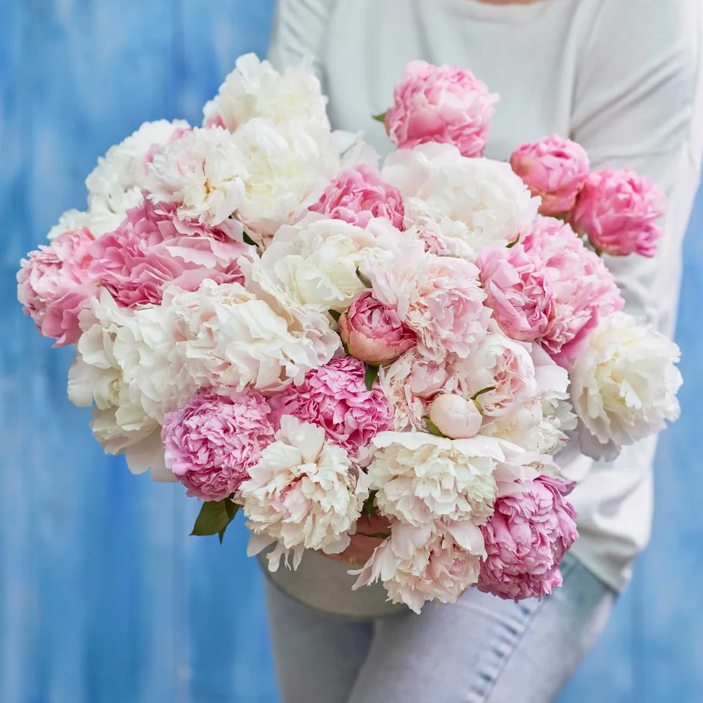 VEGSOW Peony Roots - Romantic Mix Perennial Flower Planting Stock