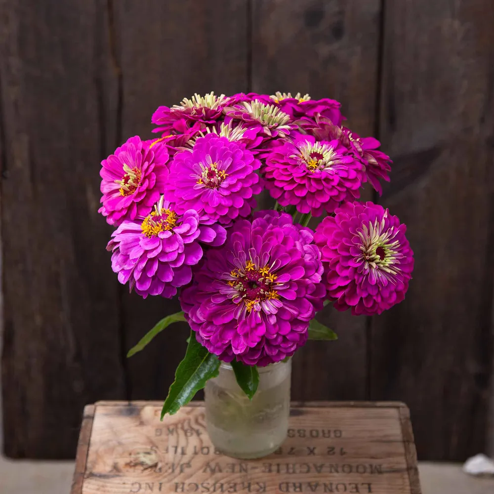 VEGSOW Giant Purple Zinnia Seeds - Organic Heirloom Flower Seeds