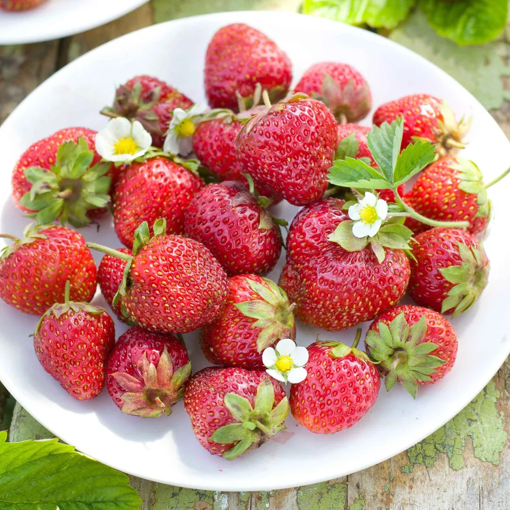 VEGSOW Quinault Everbearing Strawberry Seeds - Heirloom Garden Fruit Variety