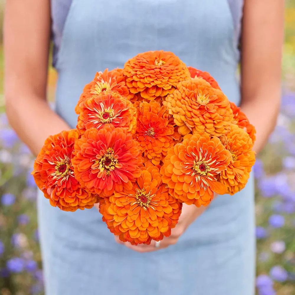 VEGSOW Benary's Giant Orange Zinnia Seeds - Tall Cut Flower Variety